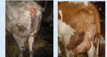 Jak vypadá poporod u krávy a jak dlouho trvá, co když neodešla